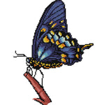 Ecological Cotton Thread Picture Butterfly Cross Stitch Needlework (D743)